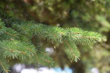 A spruce tree branch with dense green needles. The natural texture and pattern of the needles create...