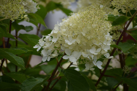 Hortensia with large decorative flowers. The plant shows lush green leaves and beautiful blooms,...