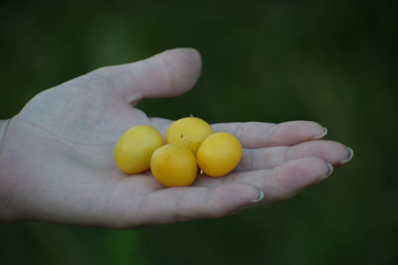 The photo shows a female hand holding several ripe cherry plum fruits. The fruits look fresh and...