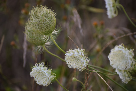 The photo shows a wild carrot flower with white umbels in its natural environment. The plant...