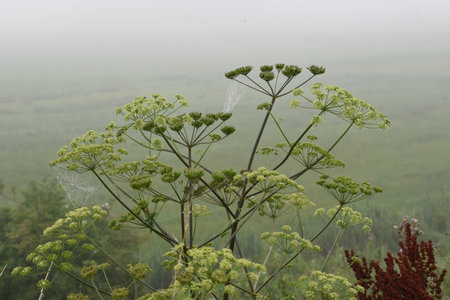 The photo shows a spider web sparkling with dew drops. The image conveys morning freshness and the...