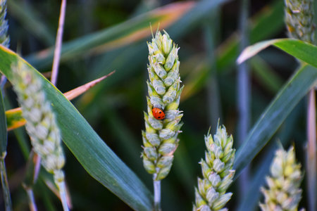 Reed in foThe photo shows reed in the foreground with a cornfield in the background. The image highlights the natural beauty of the rural landscape and the harmony of the plant world.reground with cornfield in backgroundの写真素材