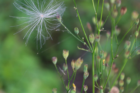 Fluffy dandelion seed head caught on other wild flowers in a field, creating a delicate natural...