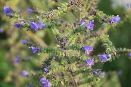 Close-up of a flower among green leaves in its natural environment.