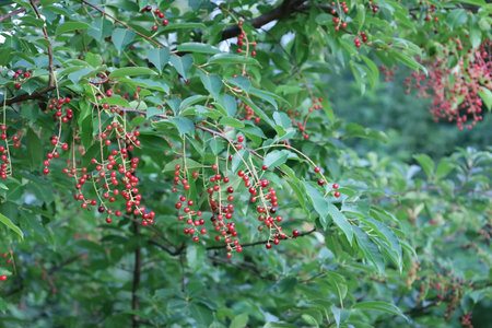 A branch of Virginia cherry with ripe red fruits, showing natural color, texture, and the beauty of...