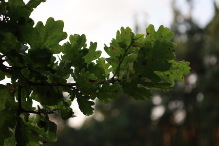 CloClose-up of green oak leaves, highlighting texture, veins, and natural details of this forest...