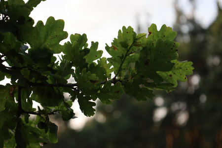 CloClose-up of green oak leaves, highlighting texture, veins, and natural details of this forest...