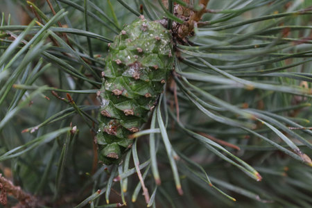 Close-up of a pine branch with cones, showing texture, needles, and natural forest details in a...