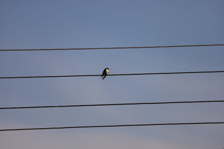 A swallow rests on electric wires with a blue sky in the background.