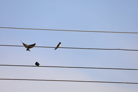 Several swallows rest on electric wires with a bright blue sky in the background, enjoying a sunny dayの写真素材