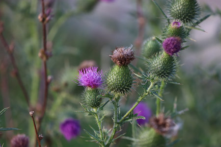 The photo shows a great burdock, also known as woolly burdock, growing among grass in a natural...