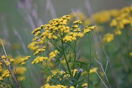 The photo shows a common tansy flower among green grass. The image highlights the beauty of wild nature and the details of the yellow flowers.の写真素材