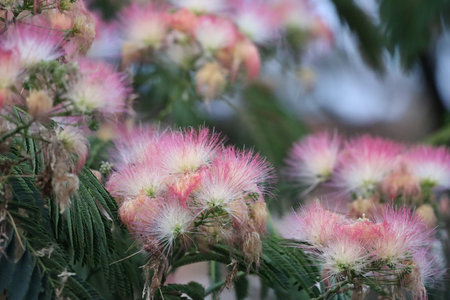 The photo shows delicate pinkish flowers of Albizia julibrissin, also known as silk tree or Persian silk tree, creating a soft and ornamental appearance.の写真素材