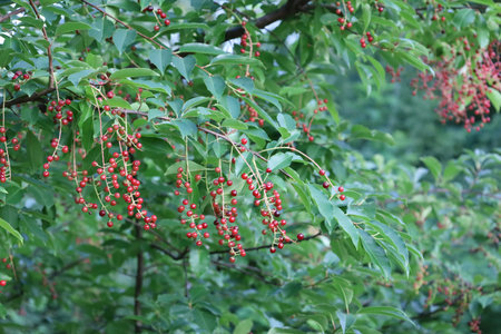 A branch of Virginia cherry with ripe red fruits, showing natural color, texture, and the beauty of...