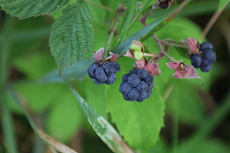 Detailed view of natural plant with edible fruits and green foliage in outdoor environment