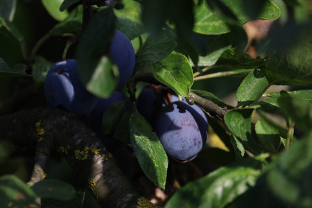 A domestic plum branch is shown with ripe fruits, highlighting the texture and color of the plums