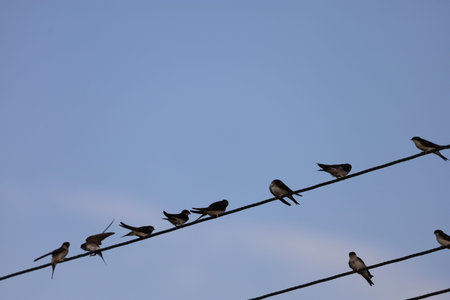 Several swallows rest on electric wires with a bright blue sky in the background, enjoying a sunny...