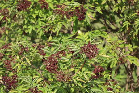 A black elderberry bush featuring clusters of unripe berries surrounded by green leaves