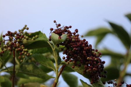 A black elderberry bush featuring clusters of unripe berries surrounded by green leaves