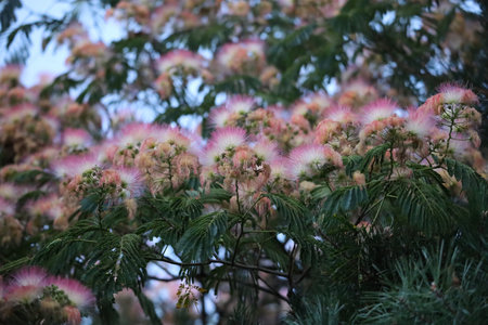 The photo shows delicate pinkish flowers of Albizia julibrissin, also known as silk tree or Persian...