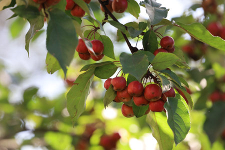 The photo shows a branch of a Siberian apple tree with ripe fruits hanging among green leaves.