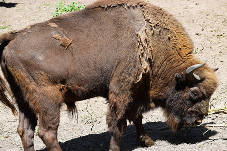 European bison standing close-up on summer meadow.