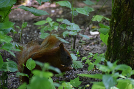 A cute squirrel sits under a tree, holding and munching on a nut. A peaceful moment of nature...