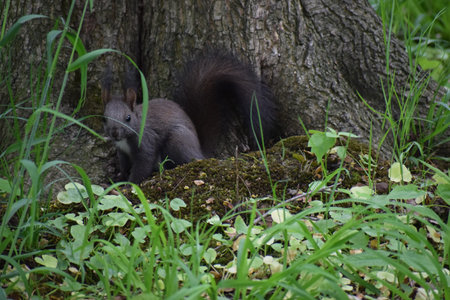 A black squirrel captured in close up view in the forest. Its glossy dark fur and bright eyes...
