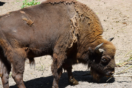 European bison standing close-up on summer meadow.