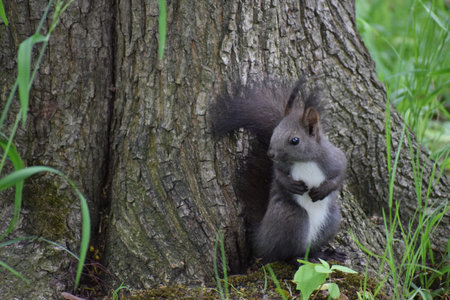 A black squirrel captured in close up view in the forest. Its glossy dark fur and bright eyes...