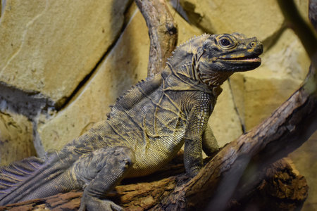 The sailfin lizard of Weber sits on a branch, displaying its large dorsal sail and textured skin....