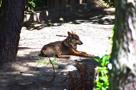 Wolf resting on ground among large trees.