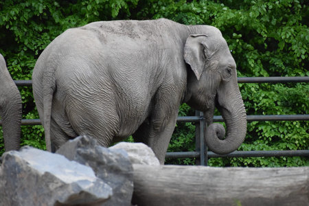 Close-up of elephant highlighting skin, eyes, and trunk. Majestic and powerful animal in its natural...