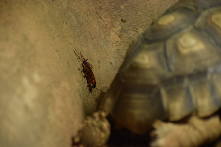 The spurred tortoise sits in the zoo enclosure. Its large shell and textured skin make the animal striking and engaging to observe.の写真素材