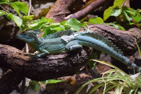 The common basilisk sits on a branch, displaying its helmet-like crest and long tail. The lizard...