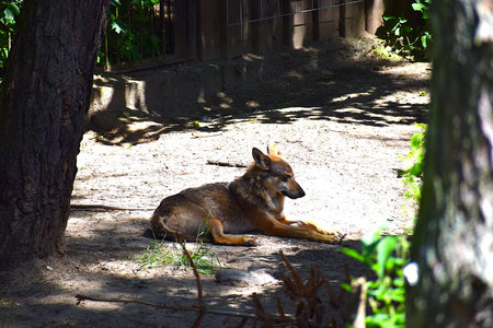 Wolf resting on ground among large trees.