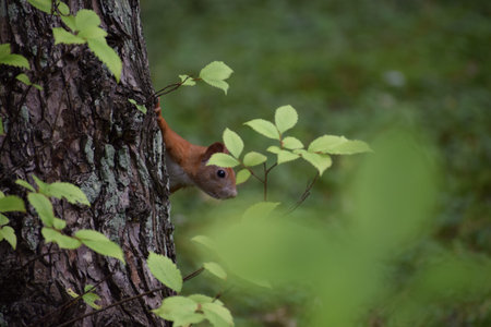 Common squirrel peeking from tree trunk close up on green blurred backgroundの写真素材