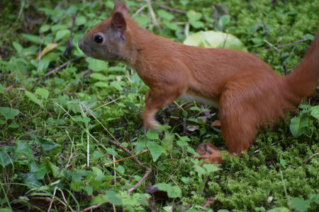 Red squirrel in motion jumping on forest ground among leaves and trees