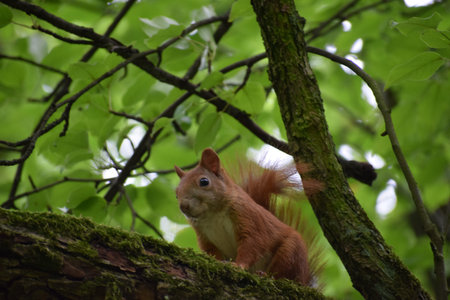 Red squirrel close up sitting on branch of large tree among forest greenery