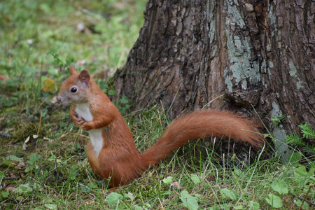 Red squirrel sitting under large tree in open field among grass