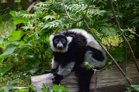Lemur with black and white fur sitting among branches and leaves looking up close up showing yellow...