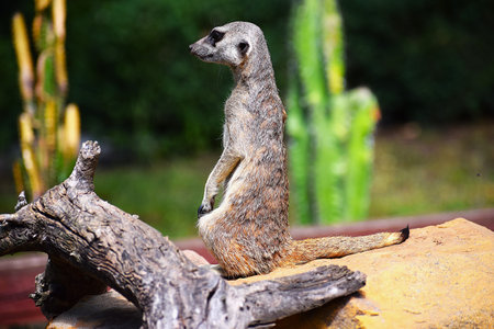 Meerkat standing on hind legs showing face and eyes