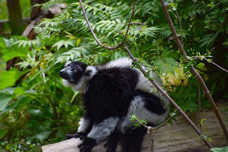 Lemur with black and white fur sitting among branches and leaves looking up close up showing yellow...