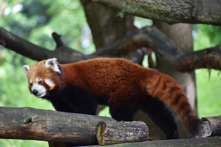 Red panda close up showing face, eyes and distinctive red and black fur