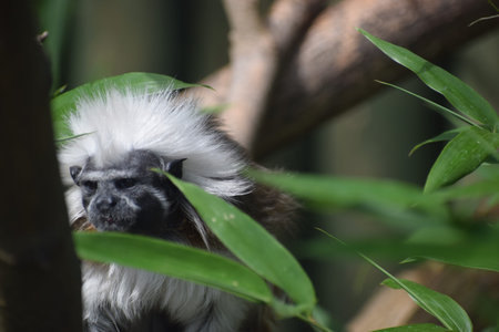 Tamarin monkey close up showing face, eyes and fur in natural environment