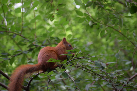 Squirrel on bush branch with red berries eating fruit close up.