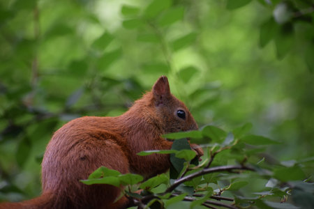 Squirrel on bush branch with red berries eating fruit close up.