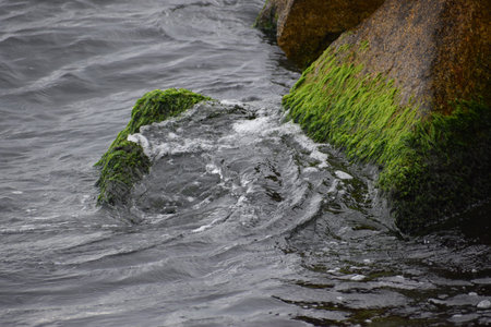 The photo shows a coastal scene with rocks covered in green seaweed gently washed by waves creating a calm and natural atmosphereの写真素材