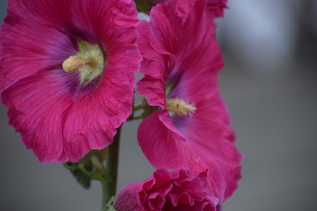 The photo shows pink hollyhocks, also known as garden mallow, growing in a garden and creating a...