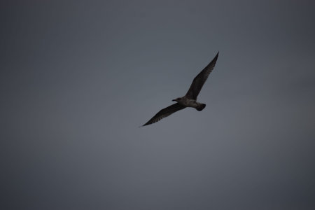 The photo shows a silver gull close-up flying against a cloudy sky. Natural bird in flight scene